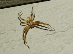 Neoscona arabesca