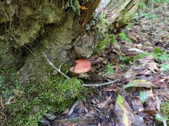 Suillus spraguei