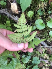 Gymnocarpium dryopteris