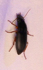 Harpalus