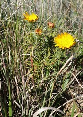 Oedera capensis