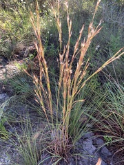 Andropogon