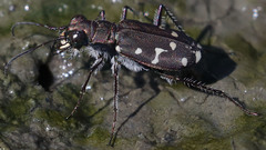 Cicindela oregona oregona