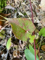 Fallopia