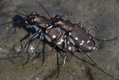 Cicindela oregona oregona
