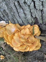 Omphalotus illudens