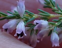 Erica paniculata