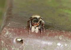 Carrhotus xanthogramma