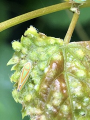Graphocephala versuta