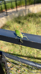 Pterophylla camellifolia