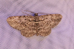 Anavitrinella pampinaria