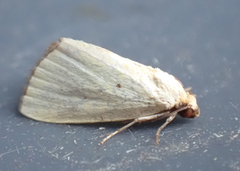 Marimatha nigrofimbria