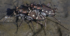 Cicindela oregona oregona