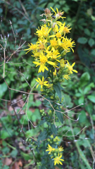 Solidago virgaurea