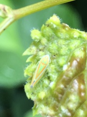 Graphocephala versuta
