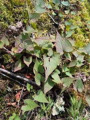 Fallopia