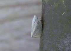 Mimophantia maritima