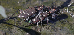 Cicindela oregona oregona