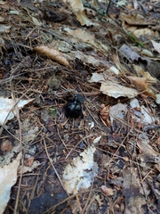 Geoglossum