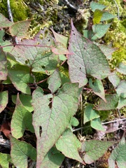 Fallopia