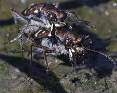 Cicindela oregona oregona