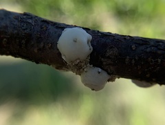 Ceroplastes