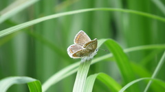 Polyommatus icarus