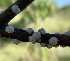 Ceroplastes