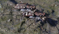 Cicindela oregona oregona