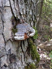 Fomes fomentarius