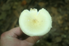 Amanita multisquamosa