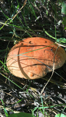 Leccinum aurantiacum