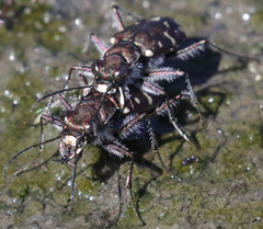 Cicindela oregona oregona