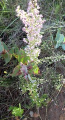 Erica paniculata