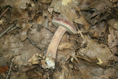 Tylopilus rubrobrunneus
