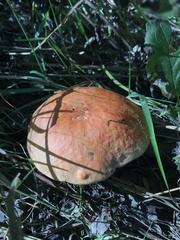 Leccinum aurantiacum