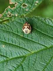 Cosmopepla lintneriana