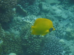 Chaetodon semilarvatus