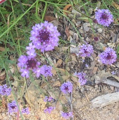 Glandularia lilacina
