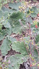 Pelargonium lobatum