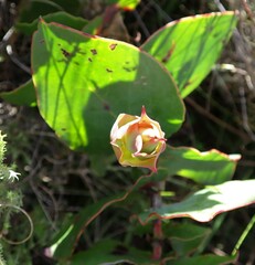Protea amplexicaulis