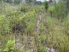 Liatris tenuifolia