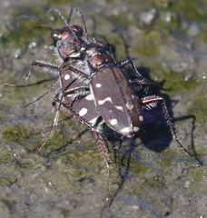 Cicindela oregona oregona