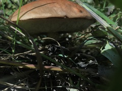 Leccinum aurantiacum