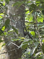 Galeopterus variegatus