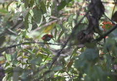 Aethopyga temminckii