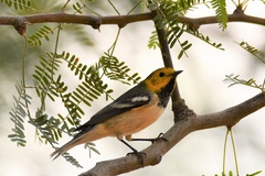 Setophaga occidentalis