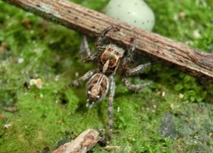 Plexippus paykulli