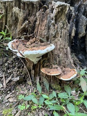 Ganoderma lobatum