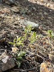 Draba streptocarpa